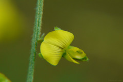 Crotalaria leptostachya